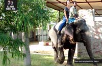 India Day Tour Elephants Jaipur