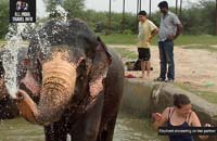 India Day Tour Elephants Jaipur