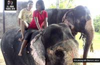 India Day Tour Elephants Jaipur