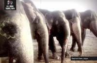 India Day Tour Elephants Jaipur