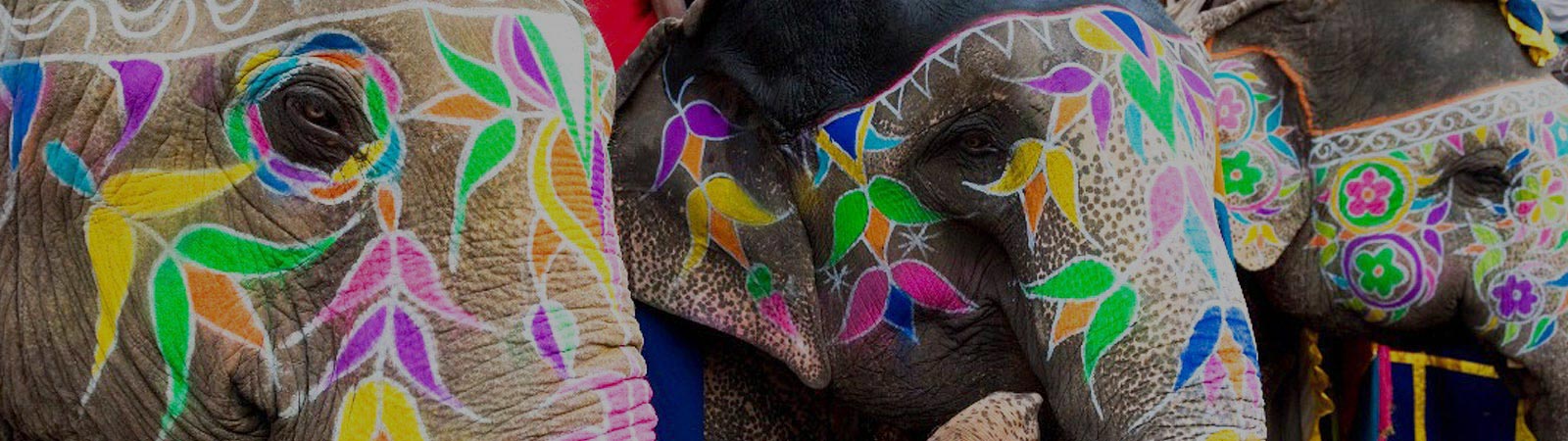 India Day Tour Elephants Jaipur